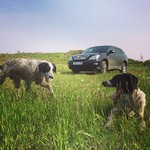 Natashai Отдых в Ливадии Приморский край, фото  dog  dogs  sun  summer  vacations  blue  green  black  country  primorye  anima