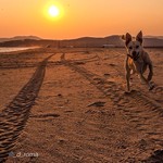 ig_primorye Отдых в Ливадии Приморский край, фото by droma " dog  fly  beach  sunset  sea  sun   приморье  находка  ливадия  